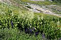 Corn lilies Veratrum californicum Black Rock Pass