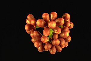 Corymbia abbreviata buds