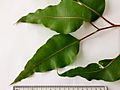 Corymbia ficifolia - adult leaves