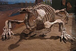 Cotylorhynchus romeria from Norman, Oklahoma