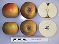 Cross section of Egremont Russet (EMLA 1), National Fruit Collection (acc. 1979-159)