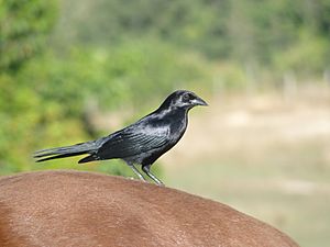 Cuban Blackbird2 .cu (3)