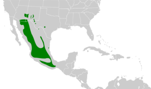 Cyrtonyx montezumae map.svg