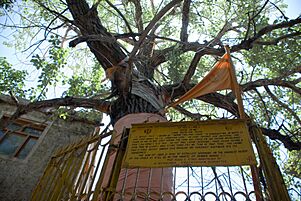 Datun Sahib tree in Leh, 2009