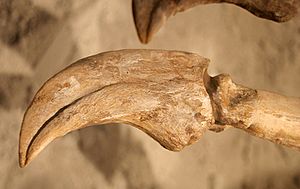 Deinocheirus claw