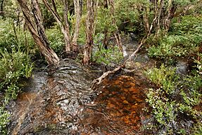 Dove Lake Stream - Tasmania