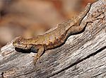 Eastern Fence Lizard - Sceloporus undulatus, Meadowood Farm SRMA, Mason Neck, Virginia (40486057172)