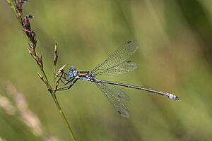 Emerald damselfly (Lestes sponsa) male 3.jpg
