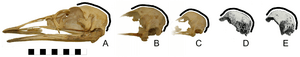 Emu skulls