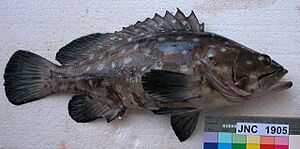 Epinephelus coeruleopunctatus New Caledonia.JPG