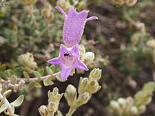Eremophila malacoides (flower detail)