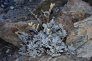 Eriogonum encelioides.jpg