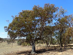 Eucalyptus magnificata.jpg