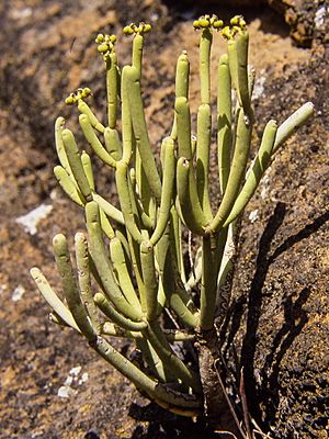Euphorbia aphylla 89B33.jpg