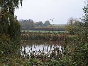 Fish pond, Lower Durston - geograph.org.uk - 1585521