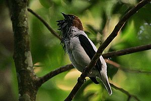Flickr - Rainbirder - Bearded Bellbird (Procnias averano) male calling.jpg