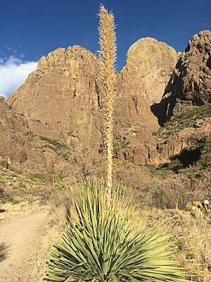Flowering Dasylirion Wheeleri in Organ Mountain, New Mexico