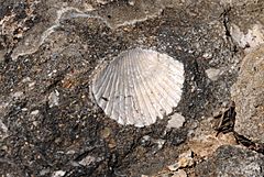Fossil scallop - fosil deniztarağı