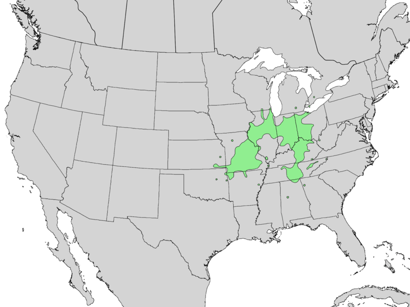 Fraxinus quadrangulata range map 4