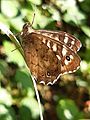 GT Speckled Wood sentry