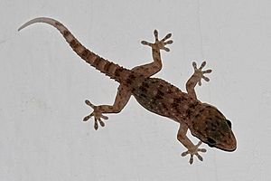 Gecko de la Gomera (Tarentola gomerensis).JPG