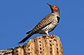 Gilded Flicker (Colaptes chrysoides) on top of cactus