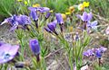 Gilia tenuiflora hoffmannii