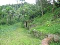 Hacienda Lealtad, former coffee plantation using slave labor in Lares, Puerto Rico 11