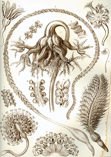 Haeckel Pennatulida