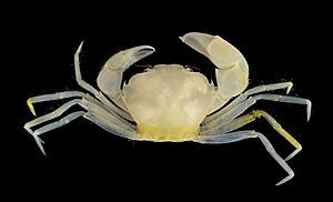 Harryplax severus, male paratype dorsal.jpg