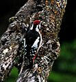 Himalayan Woodpecker (Male) I IMG 7381