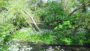 Hogsmill River Park 1