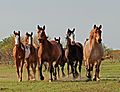 Horses abreast IMG 5342