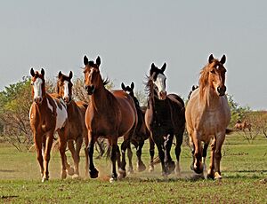 Horses abreast IMG 5342
