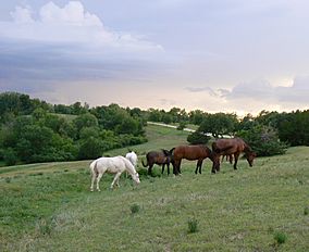 Horses and thunderstorm1.jpg