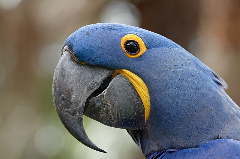 Hyacinth Macaw head