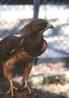 Injured Swainson's Hawk at zoo in Boise, Idaho