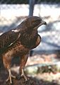 Injured Swainson's Hawk at zoo in Boise, Idaho