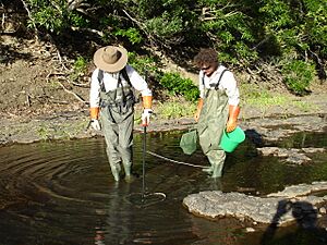 Jensens Crossing fish survey Dec07 012