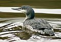 Juvenile red throated diver