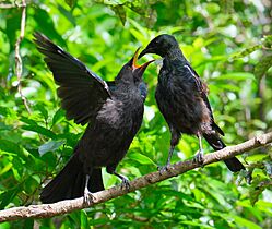 Juvenile tui being fed by parent