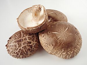 Lentinula edodes 20101113 c