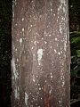Litsea reticulata trunk