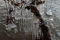 Long thin icicles that feature a bulbous section hang from a branch over the Scioto River in Columbus, Ohio on February 5th, 2022