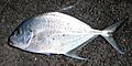 Longnose trevally Weipa