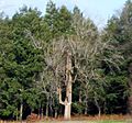 Magnolia Tree - panoramio