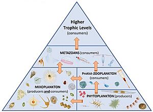 Marine mixoplankton food web
