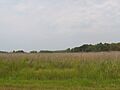 Marshland on Kent Island