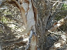 Melaleuca cuticularis (bark)