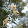 Melaleuca huegelii